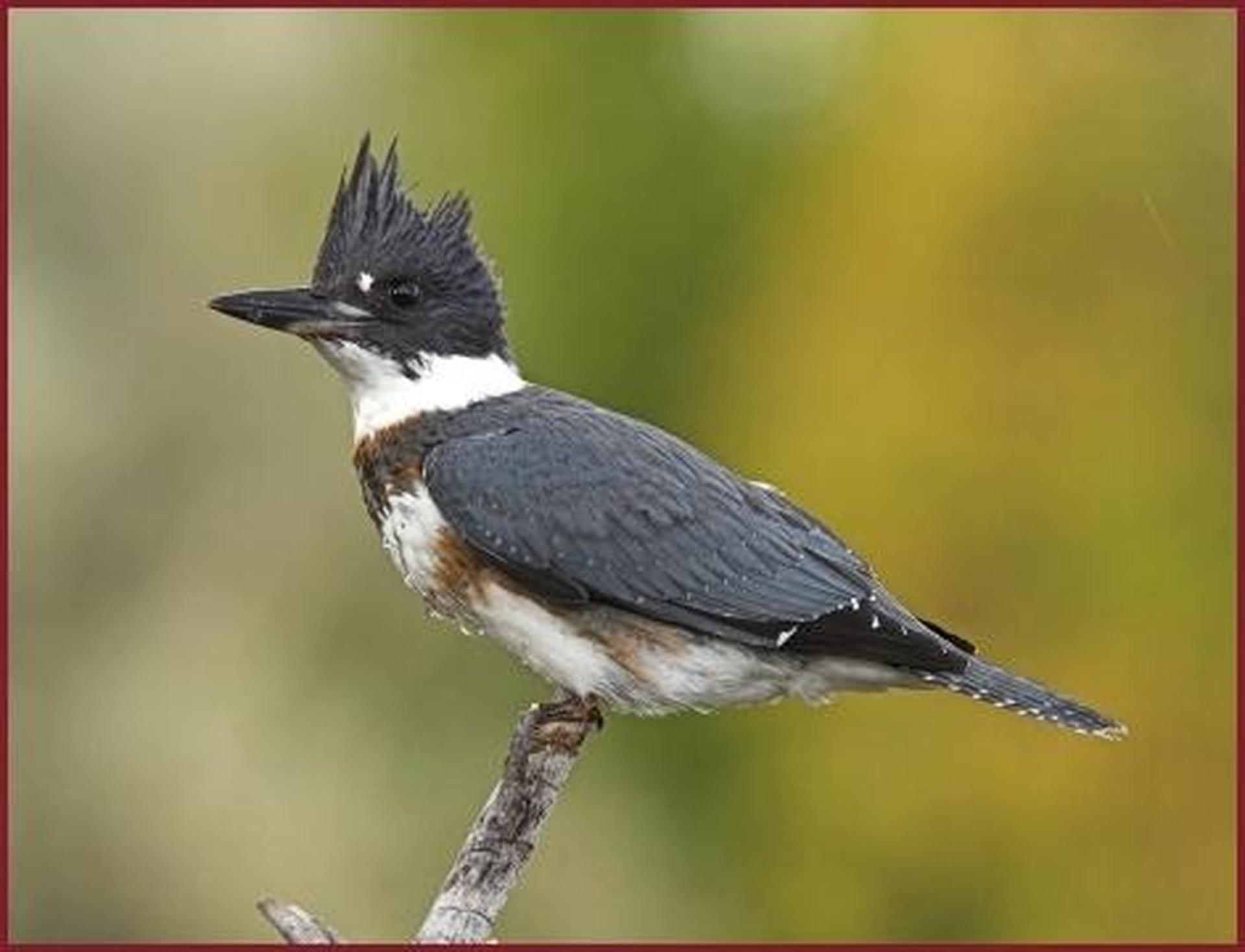 South Dakota's Birds of Spring